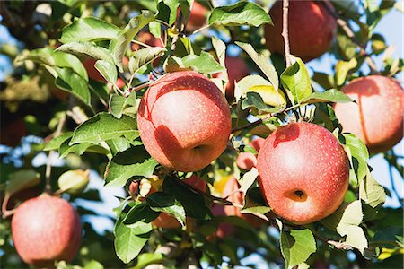 simsearch:622-02759388,k - Fuji Apples Growing on Tree Stock Photo - Premium Royalty-Free, Code: 622-02758804