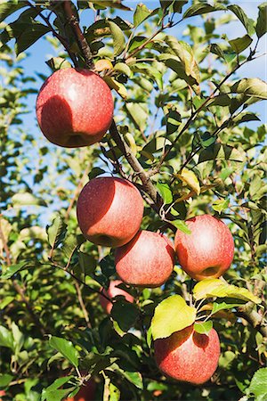 simsearch:622-02759388,k - Fuji Apples Growing on Tree Stock Photo - Premium Royalty-Free, Code: 622-02758803