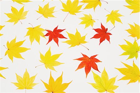 Autumnal Maple Leaf on White Background Foto de stock - Sin royalties Premium, Código: 622-02758842