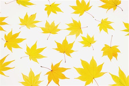 Autumnal Maple Leaf on White Background Foto de stock - Sin royalties Premium, Código: 622-02758843