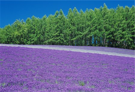 Lavender Flower Garden Nakafurano, Hokkaido, Japan Stock Photo - Premium Royalty-Free, Code: 622-02758897