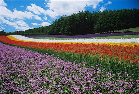 simsearch:696-03395503,k - Flower Garden Farm Tomita Nakafurano, Hokkaido, Japan Foto de stock - Sin royalties Premium, Código: 622-02758899