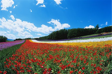 simsearch:696-03395503,k - Flower Garden Farm Tomita Nakafurano, Hokkaido, Japan Foto de stock - Sin royalties Premium, Código: 622-02758901