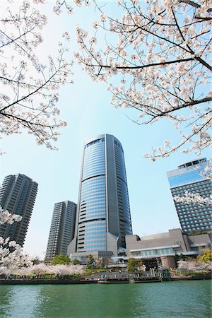 Okawa, Cherry Blossom Spring Amenity Park Osaka  in Japan Foto de stock - Sin royalties Premium, Código: 622-02758949