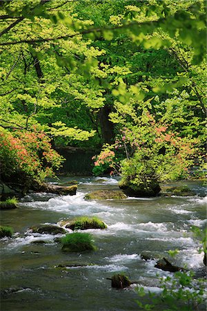 simsearch:400-04715797,k - Scenic View of Oirase Stream, Aomori Prefecture, Japan Foto de stock - Sin royalties Premium, Código: 622-02758972