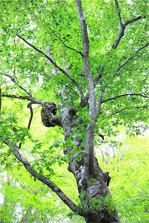 simsearch:859-07149522,k - View of Tree and Branches in Aomori Prefecture, Japan Foto de stock - Sin royalties Premium, Código: 622-02758989