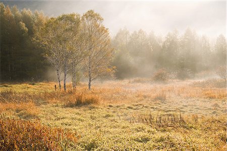 View of Autumnal Tree Stock Photo - Premium Royalty-Free, Code: 622-02759228