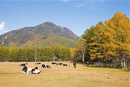 Kotoku Ranch in Tochigi Prefecture, Japan Stock Photo - Premium Royalty-Free, Code: 622-02759248