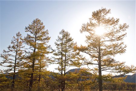 Sunlight Passing Through Autumnal Tree Stock Photo - Premium Royalty-Free, Code: 622-02759269