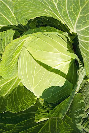 simsearch:622-02759388,k - Head of Cabbage Stock Photo - Premium Royalty-Free, Code: 622-02759276