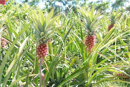 Pineapple Fields in Japan,Okinawa Prefecture Stock Photo - Premium Royalty-Free, Code: 622-02759388