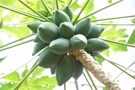 Unripe Papaya on Tree at Japan,Okinawa Prefecture Stock Photo - Premium Royalty-Free, Code: 622-02759394