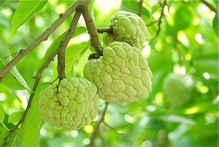 simsearch:622-02757758,k - Sugar Apple at Japan,Okinawa Prefecture Stock Photo - Premium Royalty-Free, Code: 622-02759397