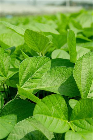 Soyabeans Leaves Growing in Field Stock Photo - Premium Royalty-Free, Code: 622-02759421