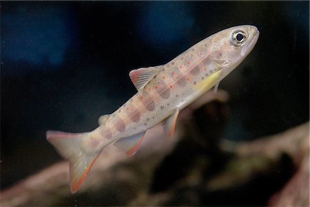 Red-Spotted Trout Fish Under Freshwater Foto de stock - Sin royalties Premium, Código: 622-02759496