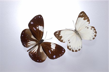 Butterflies in Studio Stock Photo - Premium Royalty-Free, Code: 622-02759507
