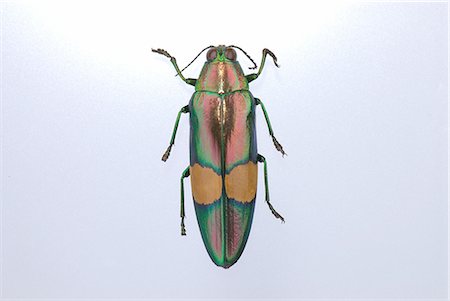 Jewel Beetle Stock Photo - Premium Royalty-Free, Code: 622-02759516