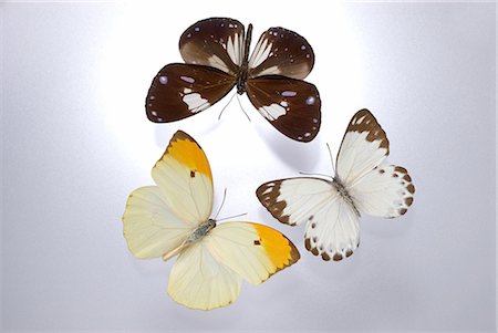 Papillons en Studio Photographie de stock - Premium Libres de Droits, Code: 622-02759510