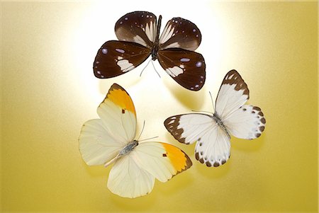 Papillons en Studio Photographie de stock - Premium Libres de Droits, Code: 622-02759511