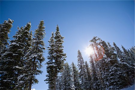 rocky mountains sun - Soleil sur arbres couverts de neige Photographie de stock - Premium Libres de Droits, Code: 622-02759652