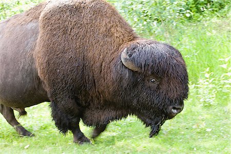 Bosin at Elk Island National Park,Edmonton,Canada Foto de stock - Sin royalties Premium, Código: 622-02759745