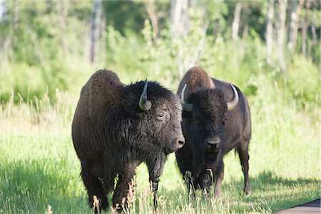 Bosin at Elk Island National Park,Edmonton,Canada Foto de stock - Sin royalties Premium, Código: 622-02759746