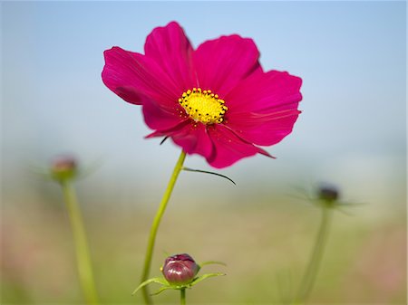 Fleur de Cosmos rouge Photographie de stock - Premium Libres de Droits, Code: 622-02759755