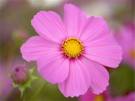 Cosmos fleur qui fleurit dans le champ Photographie de stock - Premium Libres de Droits, Code: 622-02759759
