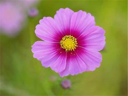 Fleur de Cosmos rose fleurs Photographie de stock - Premium Libres de Droits, Code: 622-02759753