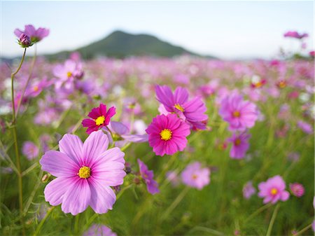 Champ de fleurs Cosmos Photographie de stock - Premium Libres de Droits, Code: 622-02759760