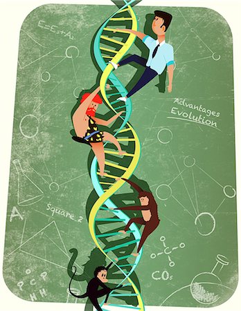 strand - DNA strand representing evolution in human beings Photographie de stock - Premium Libres de Droits, Code: 630-06724199