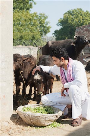 Farmer feeding Water Buffalo (Bubalus Bubalis) calfs, Sonipat, Haryana, India Foto de stock - Sin royalties Premium, Código: 630-06724645