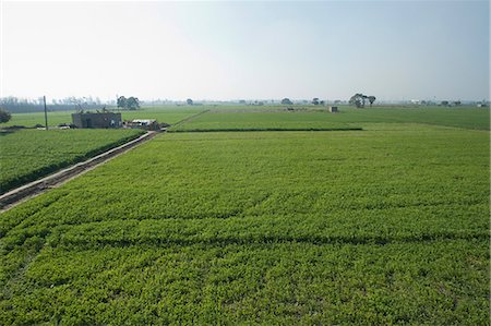 rural india - Crop in the field, Sonipat, Haryana, India Stock Photo - Premium Royalty-Free, Code: 630-06724681