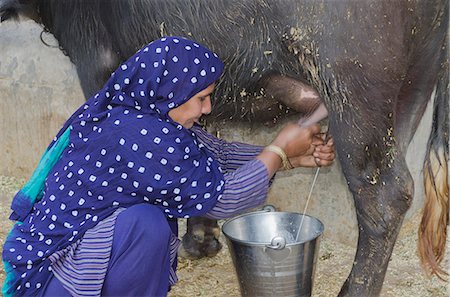 Woman milking a Water Buffalo (Bubalus Bubalis), Sonipat, Haryana, India Stock Photo - Premium Royalty-Free, Code: 630-06724700