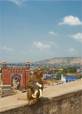 simsearch:630-06721749,k - Monkey sitting on a wall with archway in the background, Jaipur, Rajasthan, India Photographie de stock - Premium Libres de Droits, Code: 630-06721781