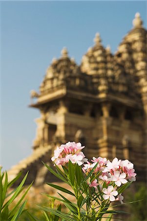 Flowering plant with temple in the background, Kandariya Mahadeva Temple, Khajuraho, Chhatarpur District, Madhya Pradesh, India Stock Photo - Premium Royalty-Free, Code: 630-06721836