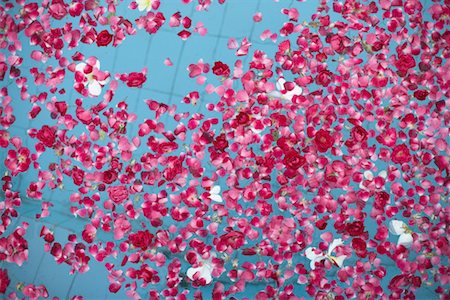 simsearch:649-03009628,k - High angle view of rose petals floating on water Stock Photo - Premium Royalty-Free, Code: 630-01079186