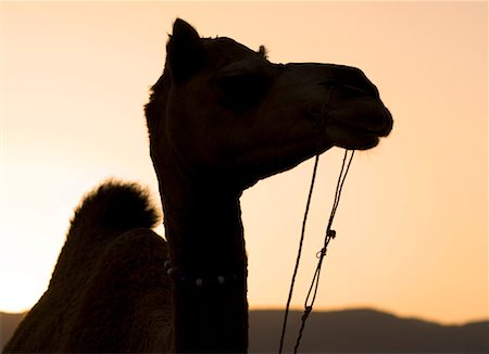 simsearch:841-02900416,k - Silhouette of a camel, Pushkar, Rajasthan, India Foto de stock - Sin royalties Premium, Código: 630-01080497