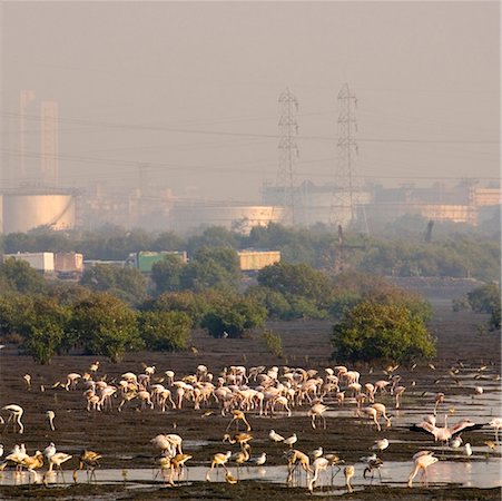 storage tanks above - High angle view of a flock of birds in a lake, Mumbai, Maharashtra, India Stock Photo - Premium Royalty-Free, Code: 630-01126698