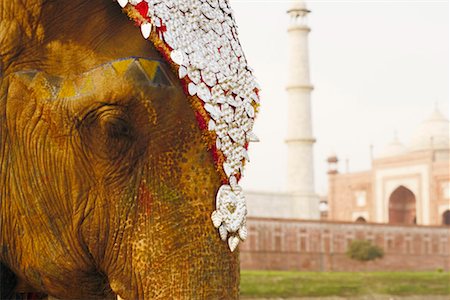 simsearch:841-06033004,k - Close-up of an elephant in front of a mausoleum, Taj Mahal, Agra, Uttar Pradesh, India Stock Photo - Premium Royalty-Free, Code: 630-01127999