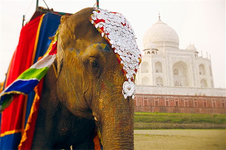simsearch:841-06033004,k - Close-up of an elephant in front of a mausoleum, Taj Mahal, Agra, Uttar Pradesh, India Stock Photo - Premium Royalty-Free, Code: 630-01128035