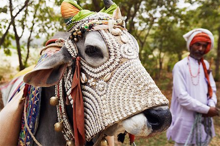 Close-up of a cow Stock Photo - Premium Royalty-Free, Code: 630-01128179