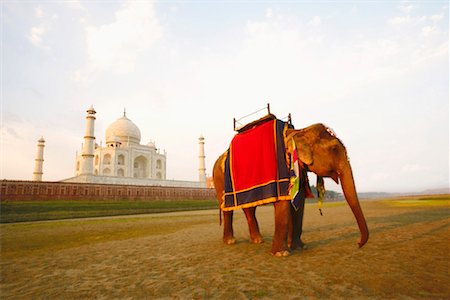 simsearch:630-01130201,k - Debout éléphant près d'un mausolée, Taj Mahal, Agra, Uttar Pradesh, Inde Photographie de stock - Premium Libres de Droits, Code: 630-01128252