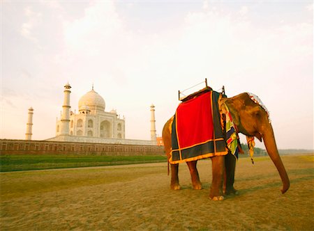 simsearch:630-01130201,k - Elefant stehend, in der Nähe ein Mausoleum, Taj Mahal, Agra, Uttar Pradesh, Indien Stockbilder - Premium RF Lizenzfrei, Bildnummer: 630-01128253