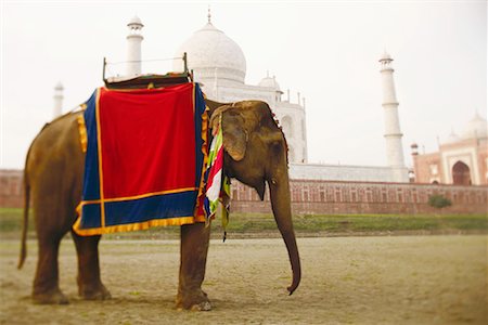 simsearch:630-01130201,k - Nahaufnahme eines Elefanten vor einem Mausoleum, Taj Mahal, Agra, Uttar Pradesh, Indien Stockbilder - Premium RF Lizenzfrei, Bildnummer: 630-01128389