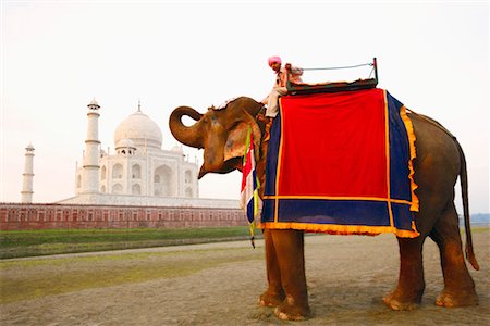 dressage d'éléphants - Profil de côté d'un jeune homme assis sur un éléphant, Taj Mahal Agra, Uttar Pradesh, Inde Photographie de stock - Premium Libres de Droits, Code: 630-01128751