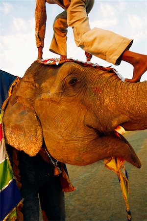 Man climbing on an elephant trunk Foto de stock - Sin royalties Premium, Código: 630-01130120