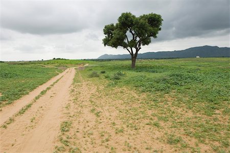 pushkar - Dirt road passing through a landscape, Pushkar, Rajasthan, India Foto de stock - Sin royalties Premium, Código: 630-01490483