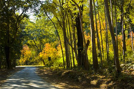 Road passing through a forest, Jim Corbett National Park, Pauri Garhwal, Uttarakhand, India Stock Photo - Premium Royalty-Free, Code: 630-01491149