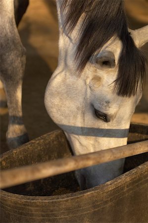 simsearch:859-03037554,k - Close-up of a horse eating Stock Photo - Premium Royalty-Free, Code: 630-01491868